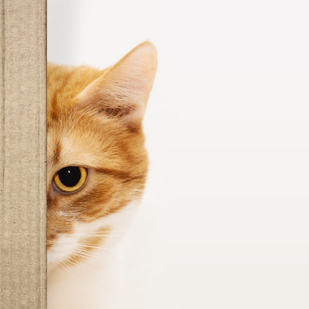 Schmerzfrei durchs Leben trotz Arthrose