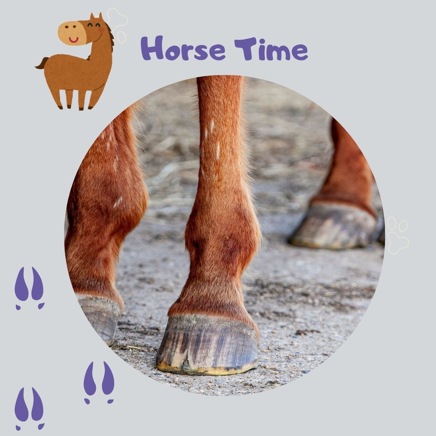 Warum stolpert mein Pferd? Pferdegelenke im Fokus