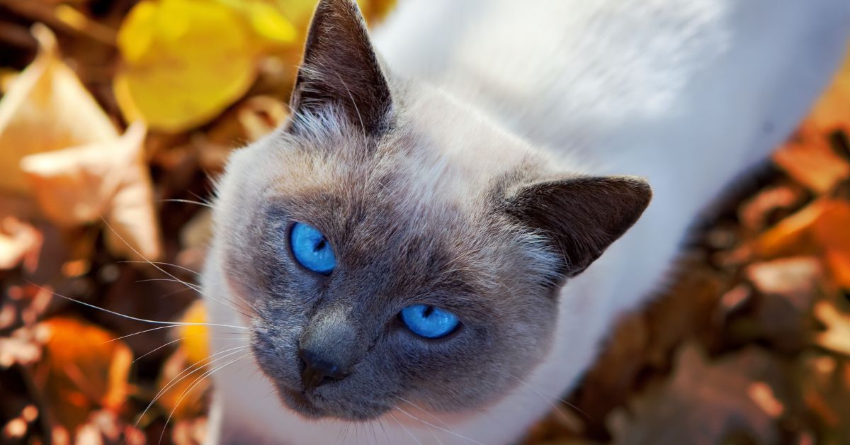Arthrose bei Katzen: Vor allem im Herbst Gelenkschmerzen mit diesen Tipps lindern