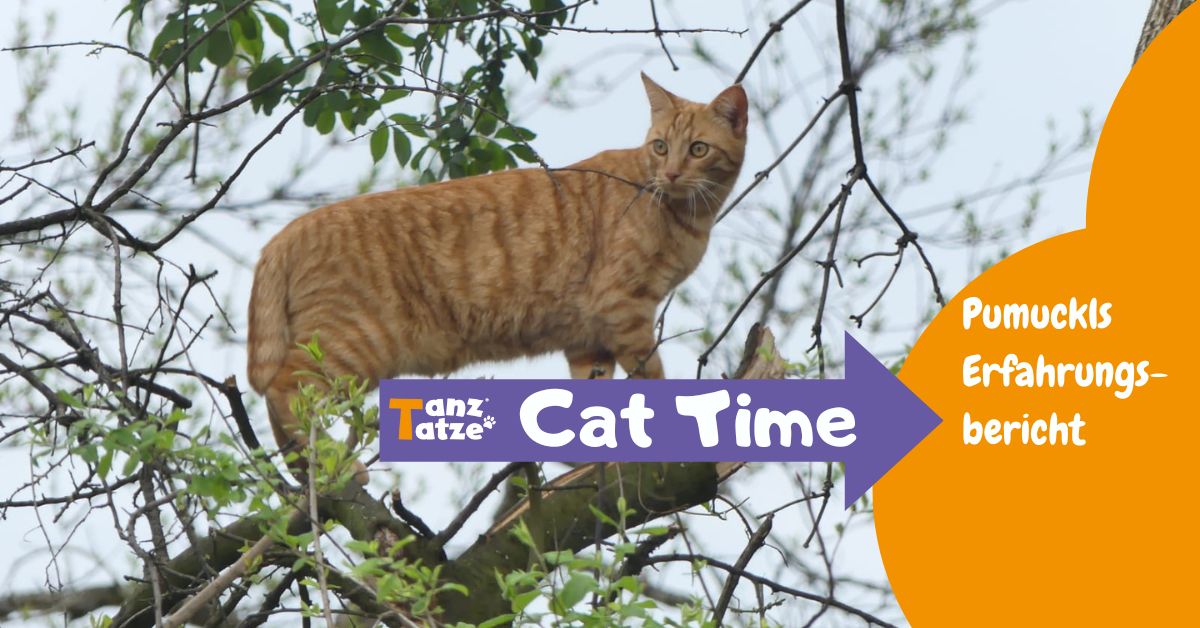 Schmerzen bei Katzen lindern Natürliche Arthrosehilfe