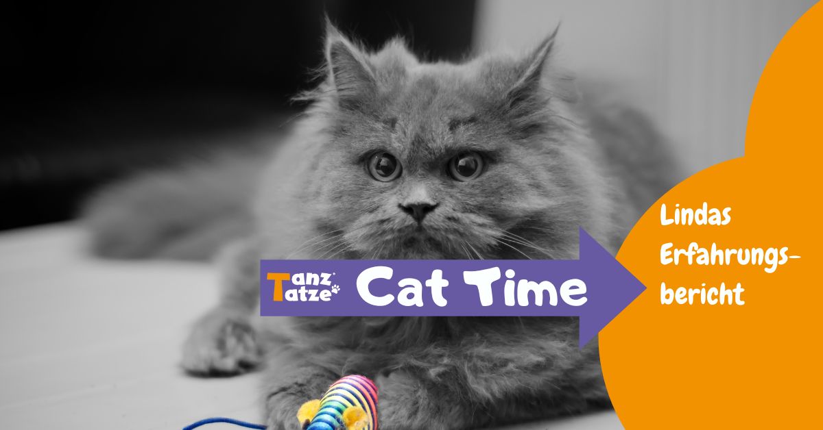Natürliche Hilfe bei Katzen-Arthrose: Tammys Weg zurück zur Lebensfreude