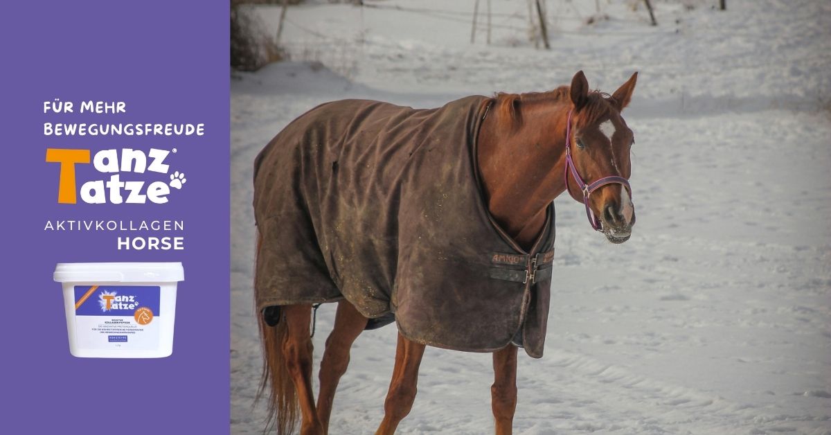 Fellwechsel beim Pferd: Wie du dein Pferd optimal unterstützt