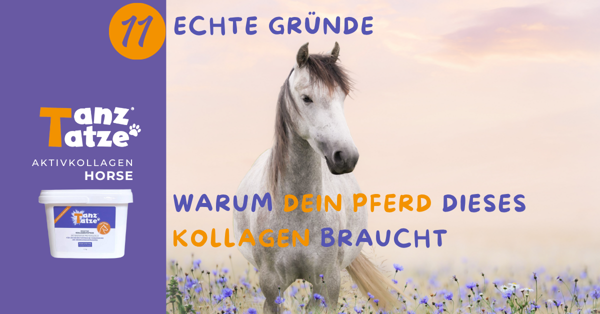 Aktivkollagen HORSE im Faktencheck