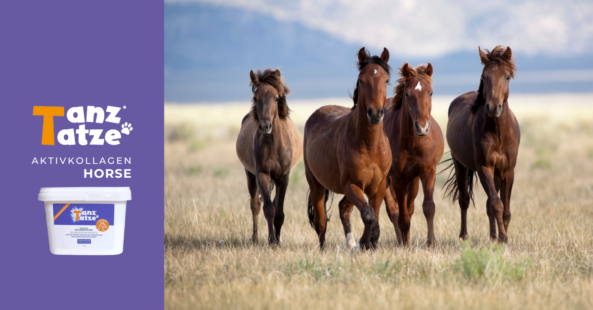 Weideschnupfen Pferd Horse Aktivkollagen HORSE für mehr Balance