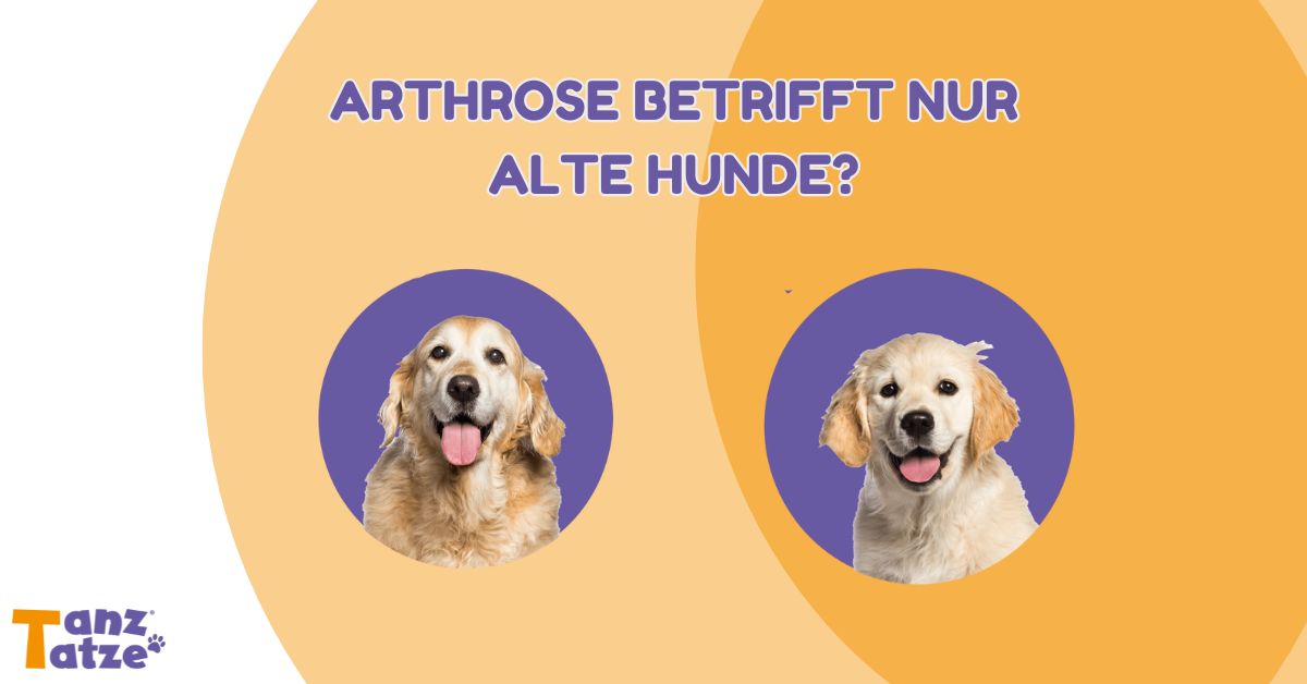 Arthrose betrifft nur alte Hunde? TanzTatze ein junger und ein alter hund retriever ain lila Kreis auf orangemnen hintergrund tanztatze Logo
