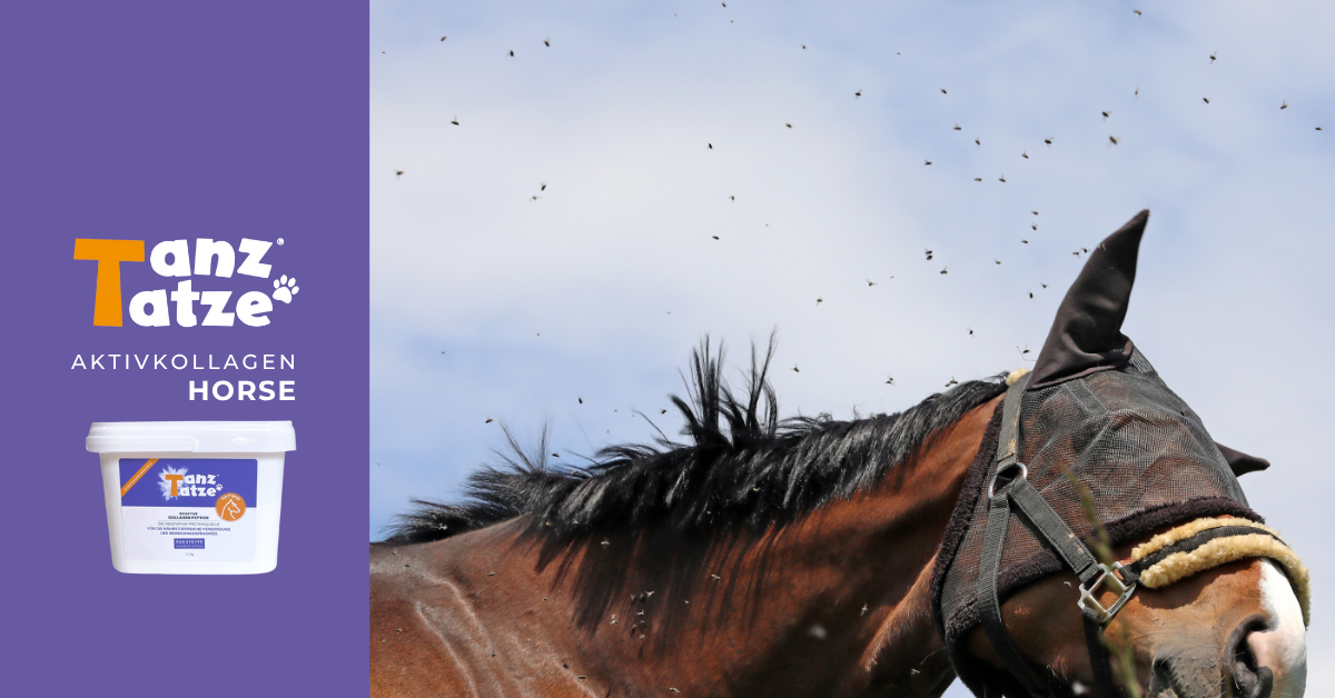 insektenstiche pferd horse aktivkollagen tanztatze