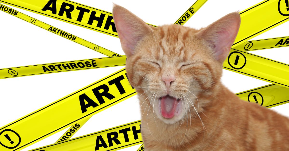 katze arthrose solensia erfahrungsbericht