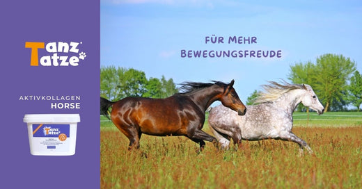 Eine effektive Unterstützung für Pferde mit Arthrose: TanzTatze Aktivkollagen HORSE