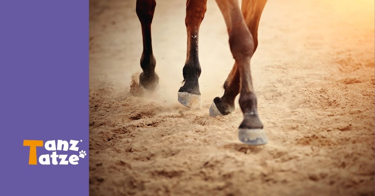 Pferdehufe auf befestigtem Paddockboden in Nahaufnahme, Fokus auf korrekter Hufstellung und Hornqualität.