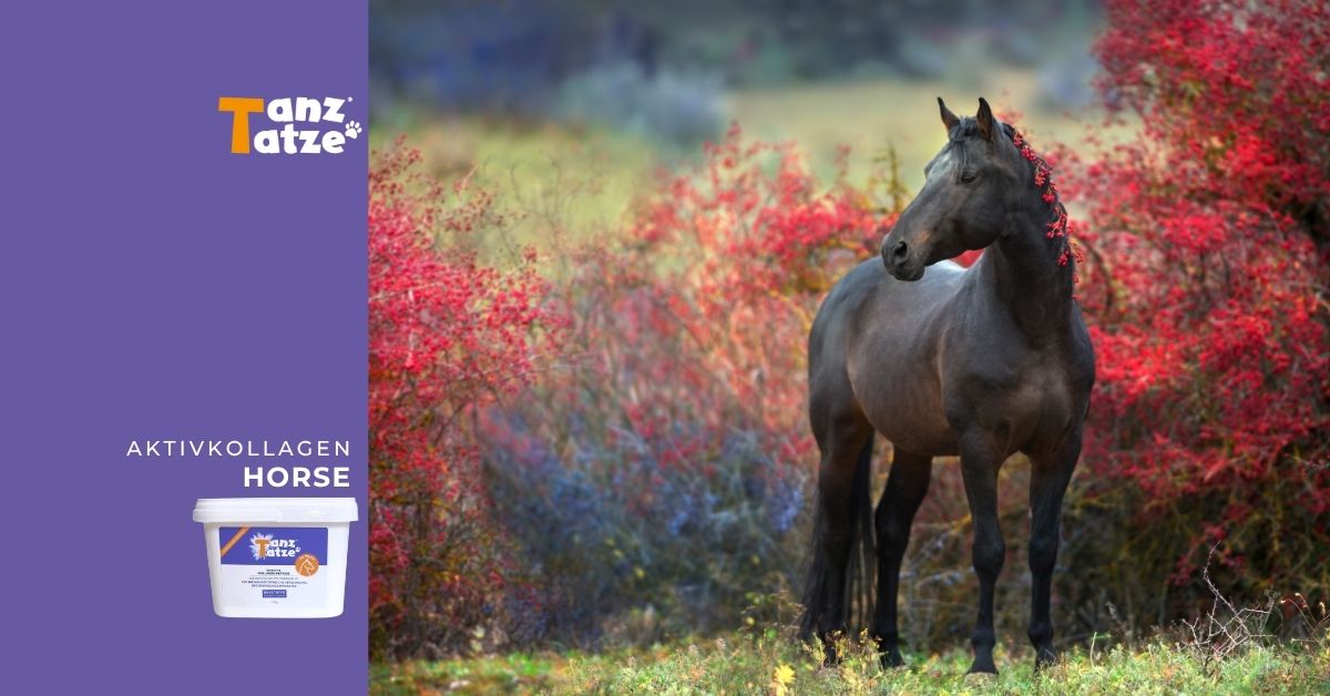 Warum Pferde im Herbst besonders unter Arthrose leiden